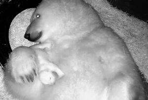 Nur, la primera cría de oso polar nacido en América Latina