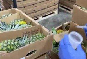 Guayaquil: Decomisan 250 kilos de cocaína en piñas de exportación