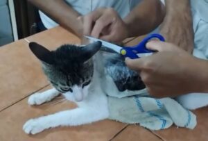 Un ‘gato narco’ fue atrapado cerca de la cárcel en Costa Rica ¿De qué se trata?