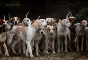 ¡Prohibido el consumo de su carne! Corea del Sur no sabe qué hacer con medio millón de perros