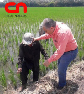 PRODUCTORES ARROCEROS