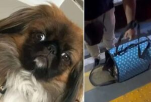 INTERNACIONALES¡Lamentable! Perro murió asfixiado en el maletero de un bus