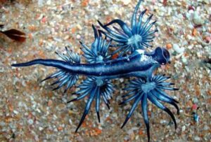 Extraña criatura obliga al cierre de playas en España