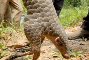 En extinción! Extraña especie que ganó notoriedad en pandemia está a punto de desaparecer