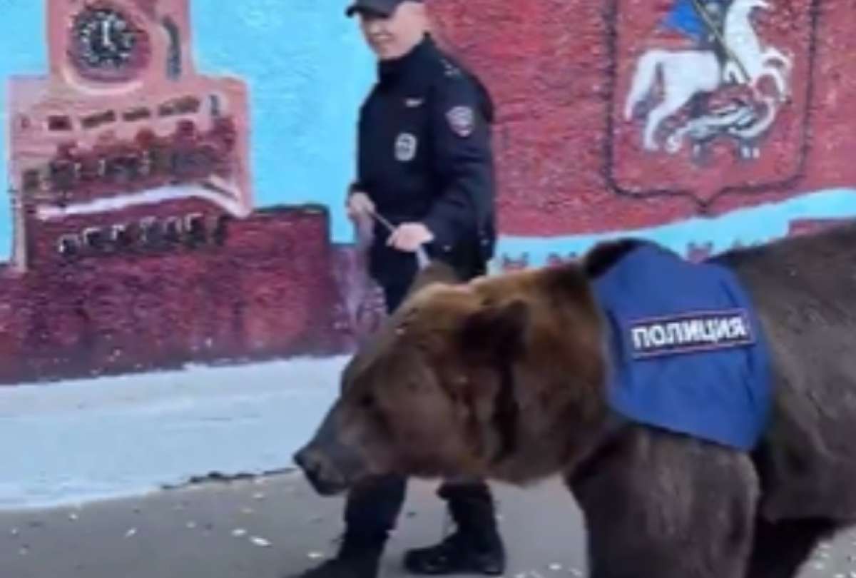 Insólito! Un oso pardo se desempeña como ayudante de Policía