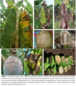 RALSTONIA SOLANACEARUM RAZA 2 Y FUSARIUM OXYPORUM CUBENSE AMENAZAS SERIAS A LA INDUSTRIA DEL BANANO NACIONAL