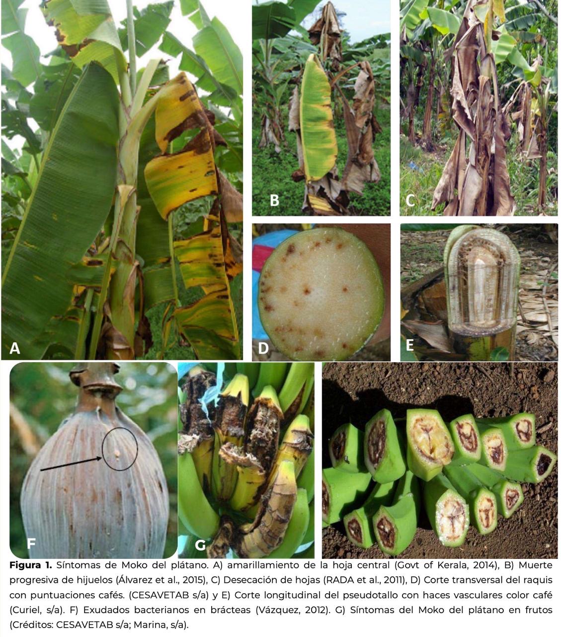 RALSTONIA SOLANACEARUM RAZA 2 Y FUSARIUM OXYPORUM CUBENSE AMENAZAS SERIAS A LA INDUSTRIA DEL BANANO NACIONAL
