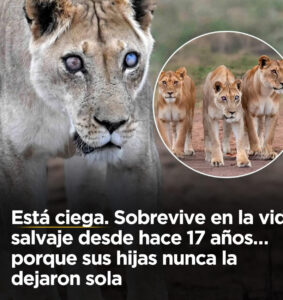 Sobrevivido 17 años en la vida salvaje
