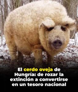 Tesoro nacional y una auténtica rareza de la naturaleza