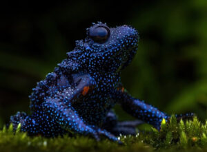 La rana que parece una constelación es real