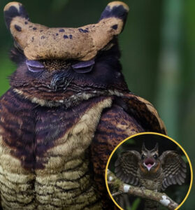 Existe un ave cuya boca puede abrirse sorprendentemente grande, ocupando casi tanto espacio como su propia cabeza 🦉