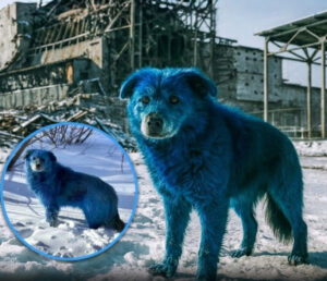 Aparecen tres perros de color azul en chernóbil y desatan preguntas en todo el mundo
