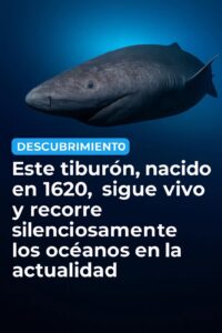 El tiburón de Groenlandia
