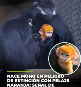 Su pelaje naranja intenso no solo derrite corazones