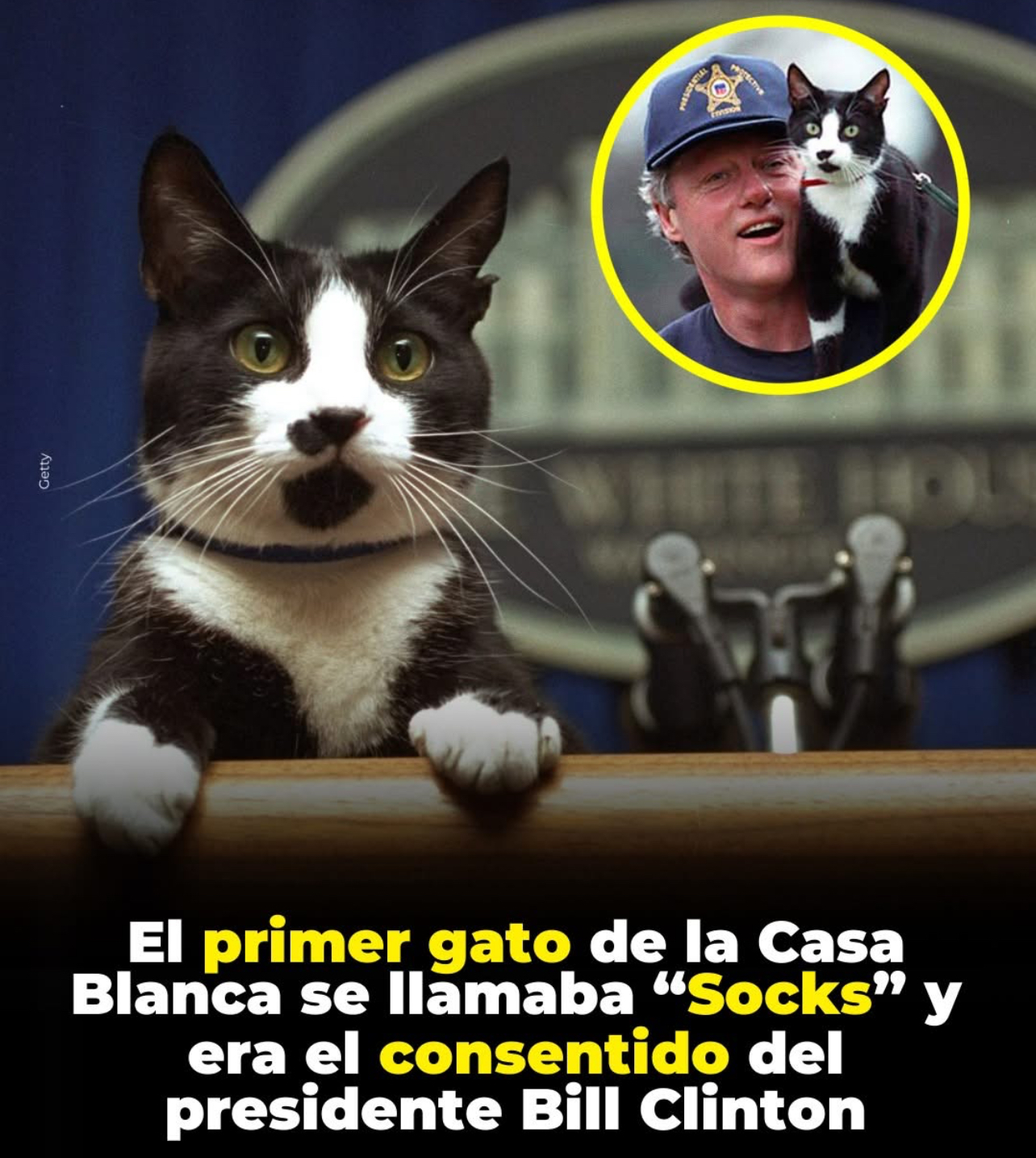 Un gatito que dejó huellas tiernas en toda una nación