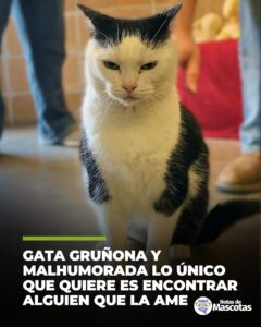 La peor gata del mundo
