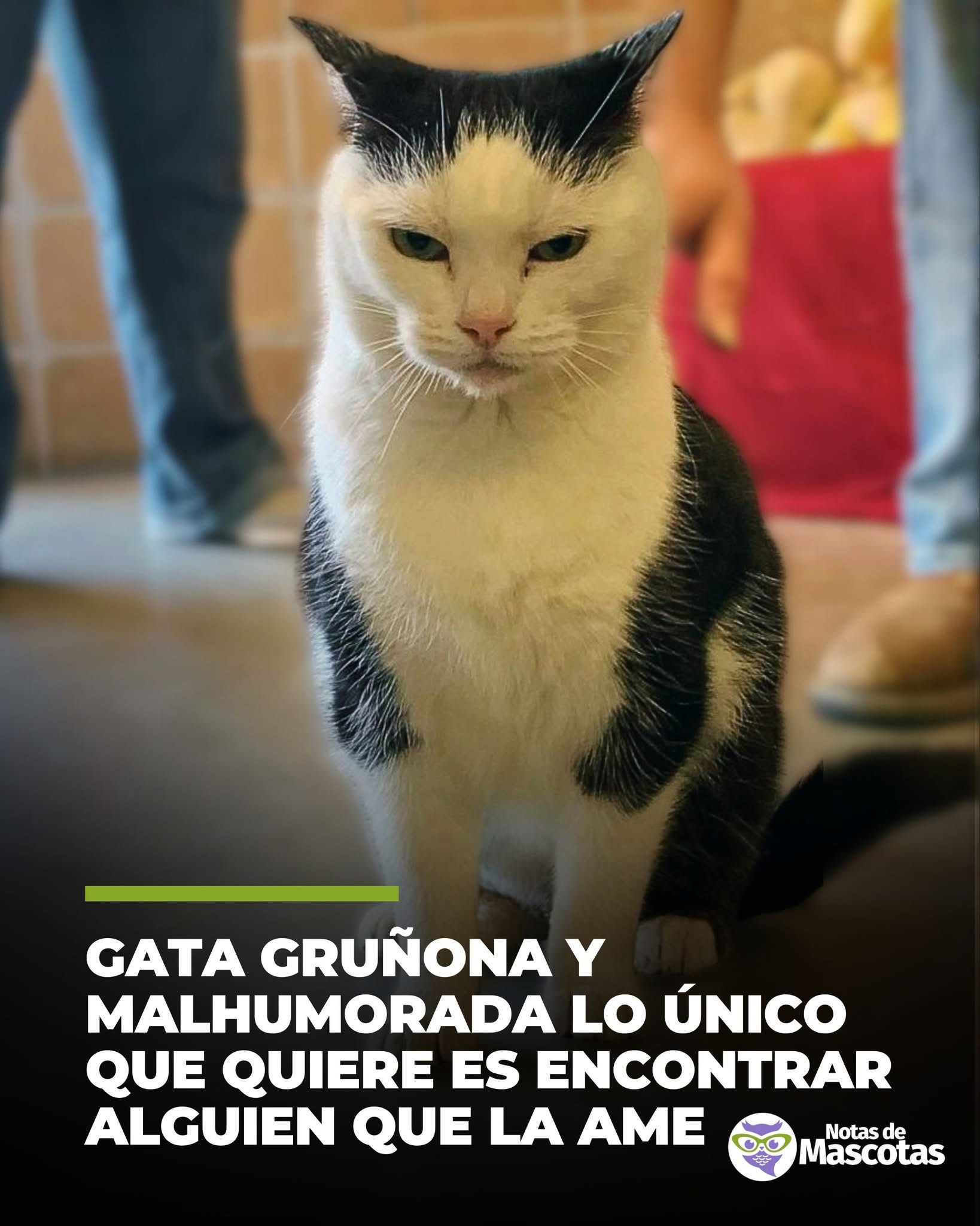 La peor gata del mundo