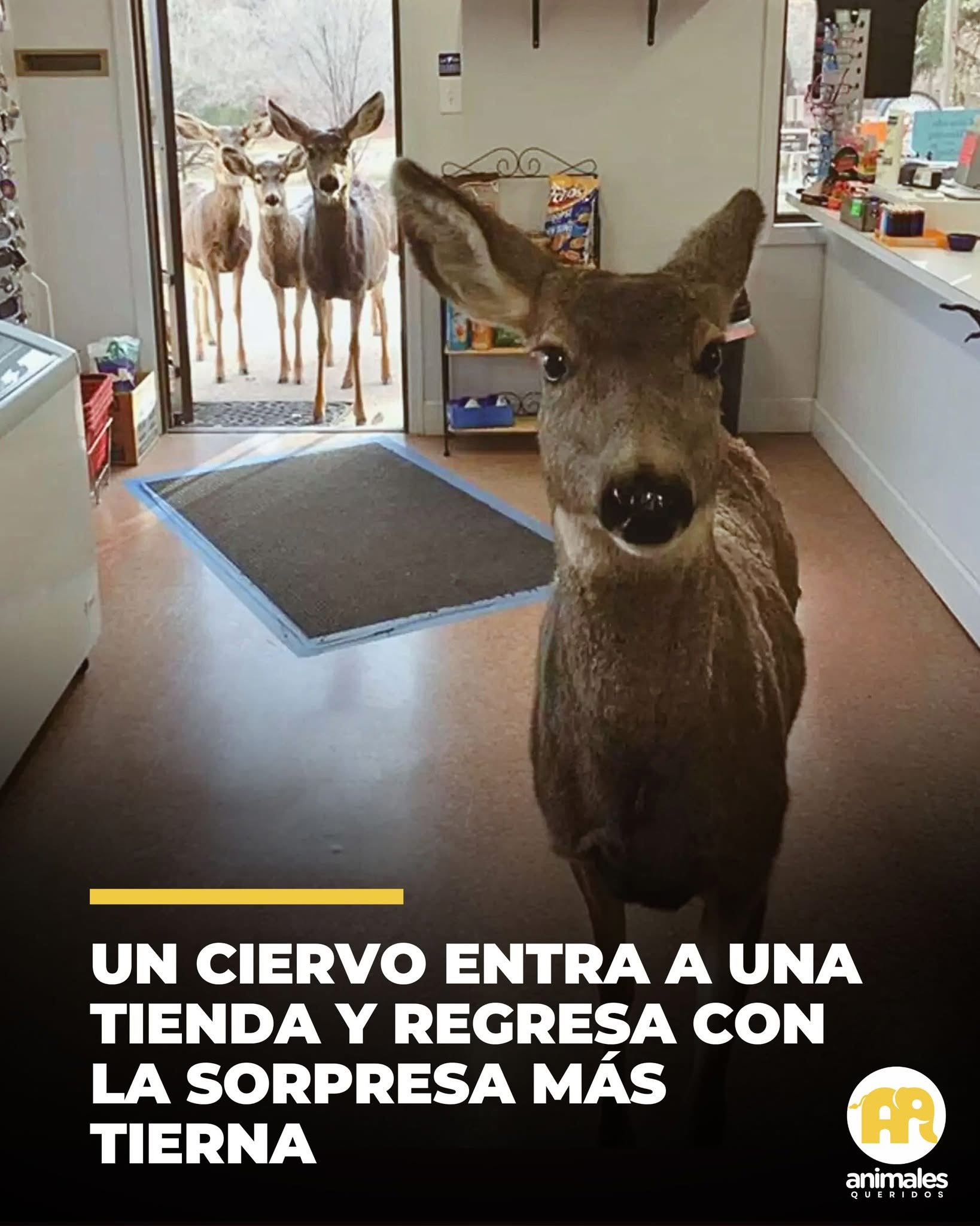 Una cierva salvaje cruzó la entrada y comenzó a recorrer los pasillos como si fuera una clienta más