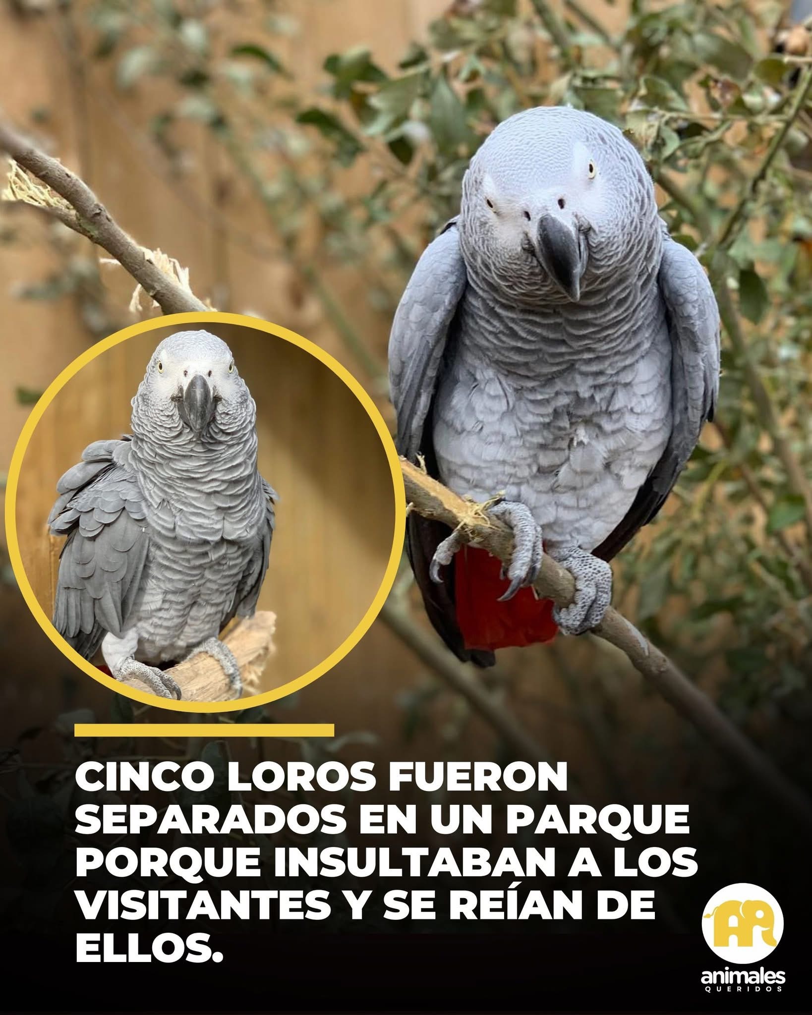 Cinco loros grises africanos se hicieron famosos por sus malas palabras