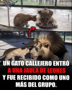 Un gato anaranjado sorprendió a todos al meterse en el recinto de los leones