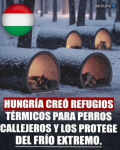 Espacios seguros están diseñados para conservar el calor y permitir que los animales más vulnerables sobrevivan a las temperaturas extremas