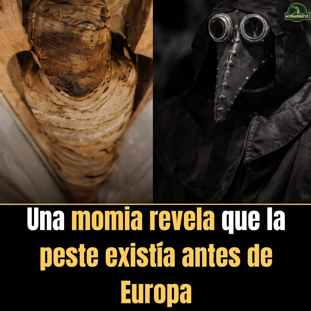 Científicos analizaron los restos de una momia egipcia con más de 3.200 años de antigüedad y encontraron señales claras de la peste mortal.