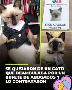 Un pequeño gato callejero llamado León pasó de ser un visitante inesperado a convertirse en empleado oficial de un bufete de abogados