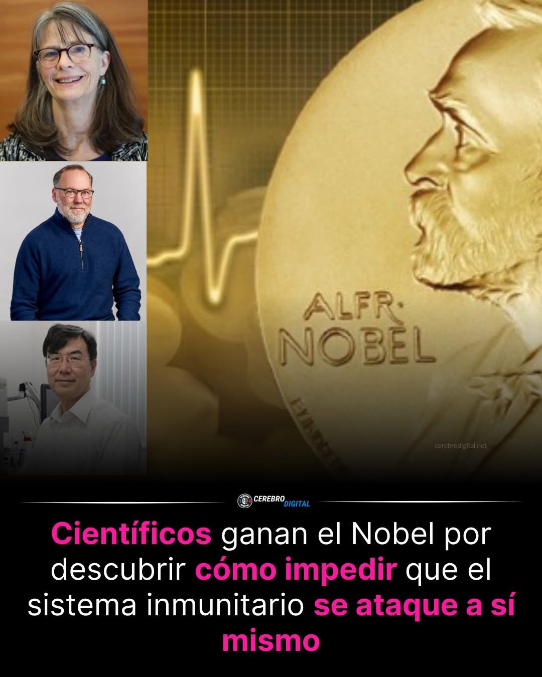 El Premio Nobel de Medicina 2025 ha sido otorgado a Mary E. Brunkow, Fred Ramsdell y Shimon Sakaguchi por su trabajo pionero en la tolerancia inmunológica periférica