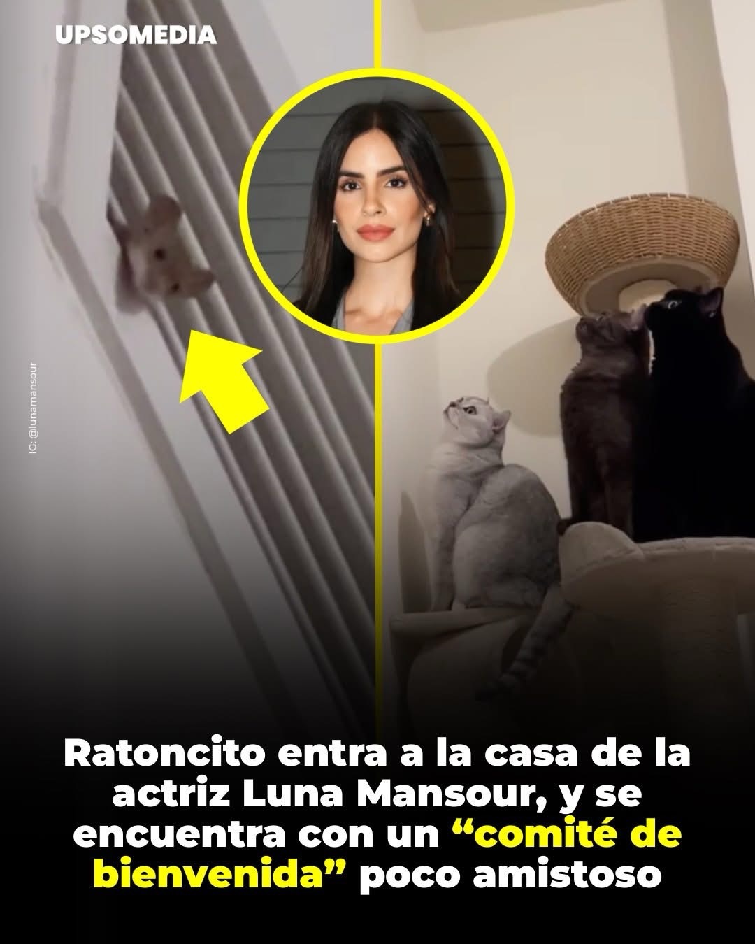 Ratón vivió una experiencia aterradora