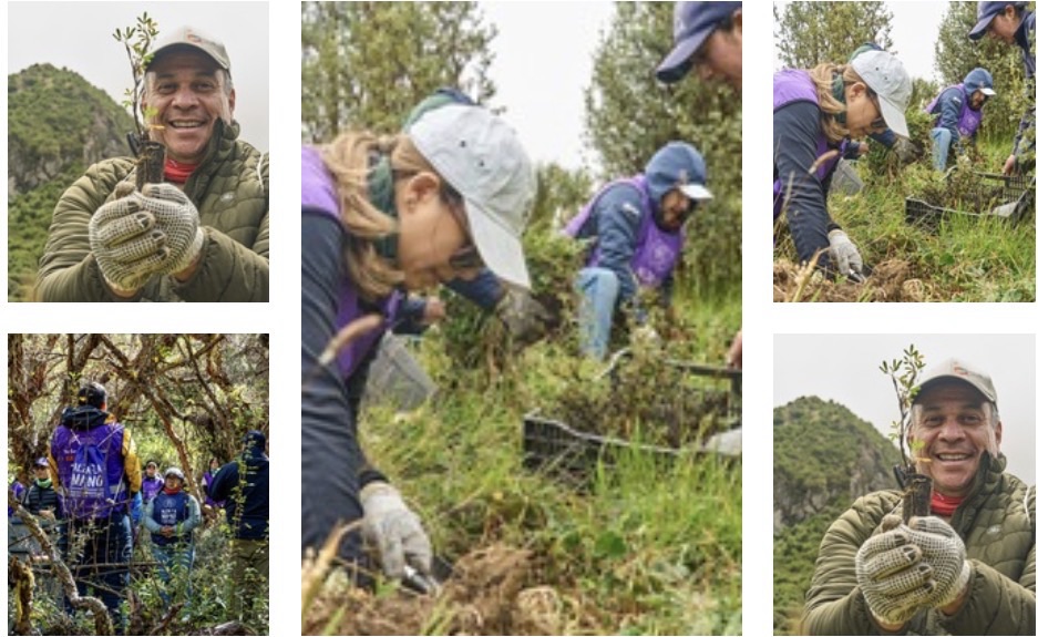 Corporación Favorita superará los 275.000 árboles sembrados para 2028