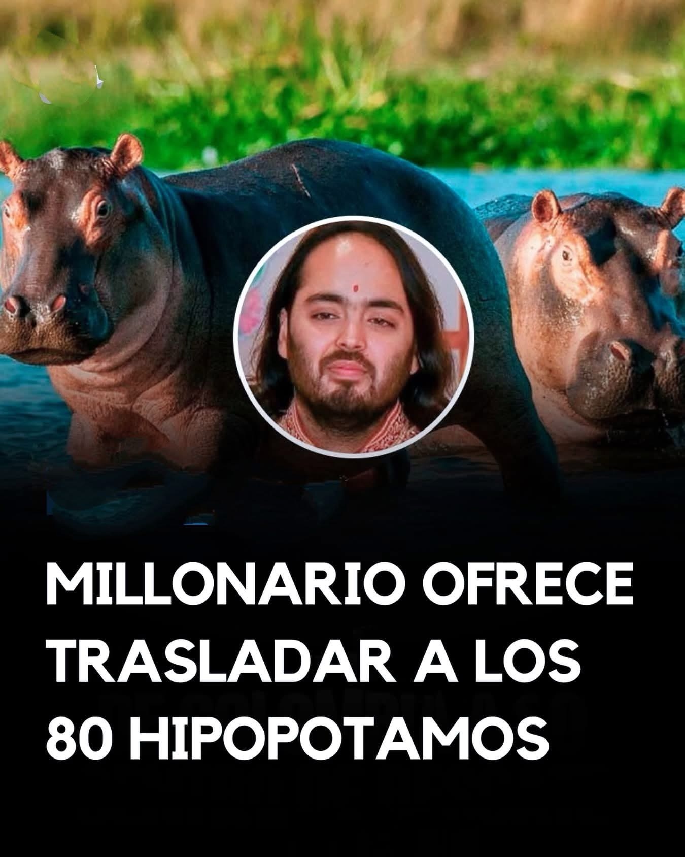 Anant Ambani, un magnate indio, se ha ofrecido a rescatar 80 hipopótamos en peligro en Colombia