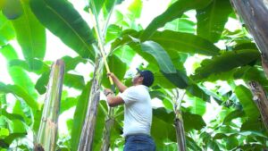 Innovación biológica y sostenibilidad marcan el futuro del agro en América Latina