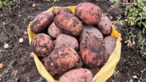 Ecuador: donde cada papa cuenta una historia de origen, esfuerzo y futuro