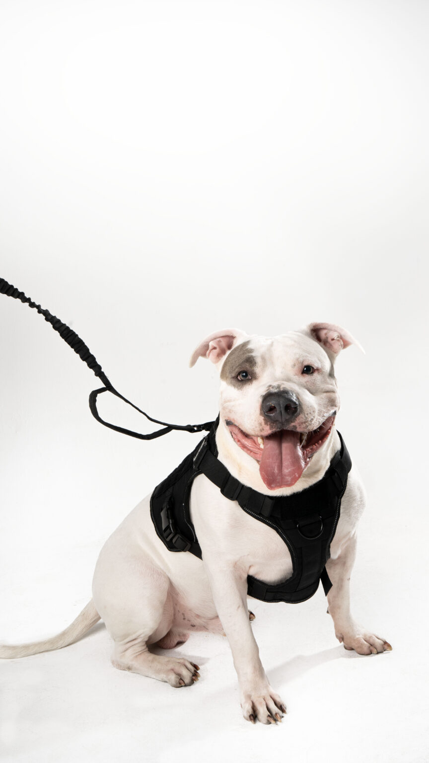 Vidapets impulsa paseos más seguros y con estilo a través de sus pecheras para mascotas