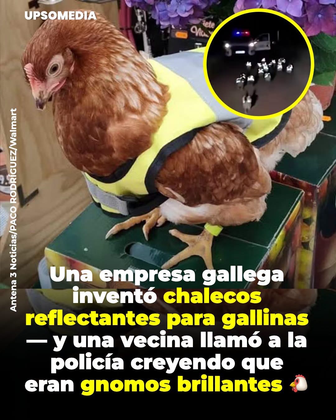 Chalecos de alta visibilidad diseñados específicamente para aves de granja.