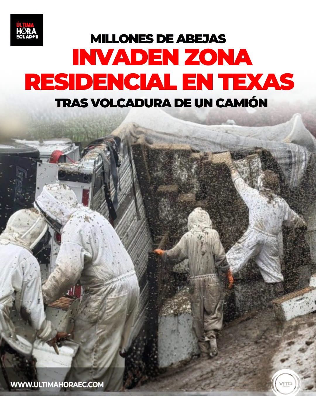 Millones de abejas invadieron una zona residencial del condado de Orange, en Texas