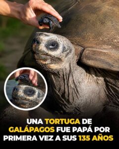 La tortuga gigante de Galápagos que fue padre por primera vez a los 135 años