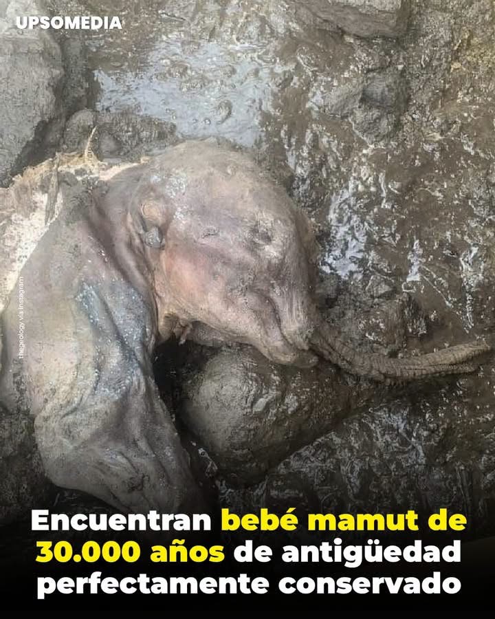 En Canadá, se encontró una cría de mamut lanudo