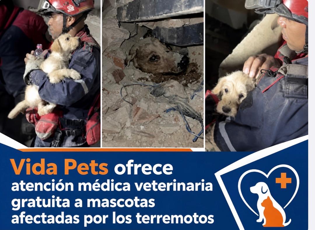 VidaPets ofrece atención veterinaria gratuita a perros y mascotas afectadas tras el terremoto en Venezuela