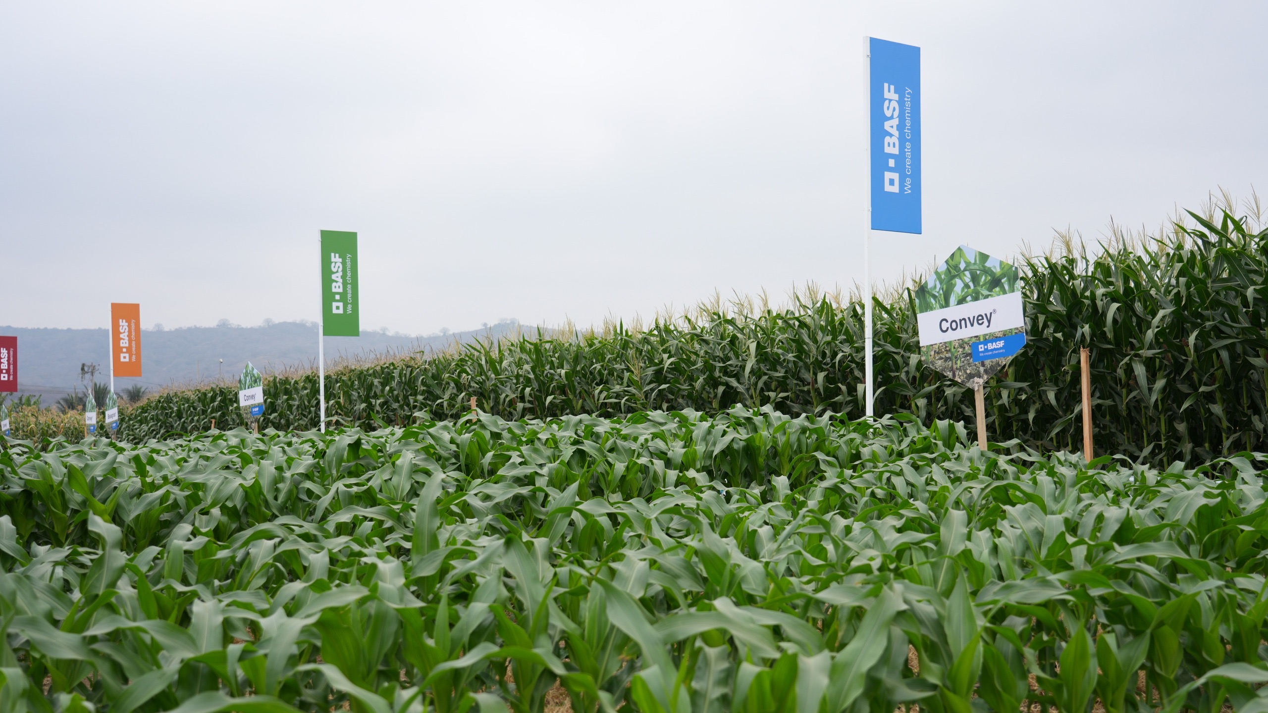 BASF Soluciones para la Agricultura anuncia nueva estructura organizacional con foco en el cliente y en los sistemas de cultivo