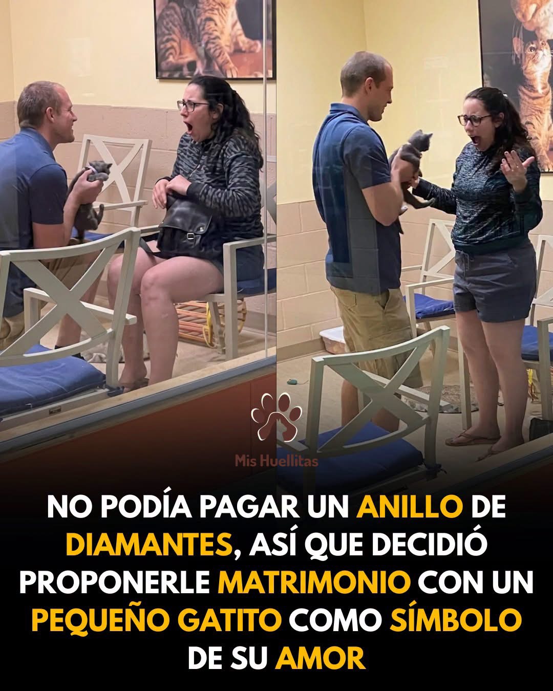 💍 No podía comprar un anillo de diamantes, así que decidió pedirle matrimonio con un pequeño gatito rescatado. 😺❤️
